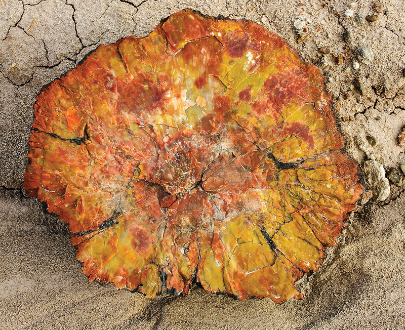 Fragmento de madera fósil. Foto: Servicio de Parques Naturales de Estados Unidos (PNS)